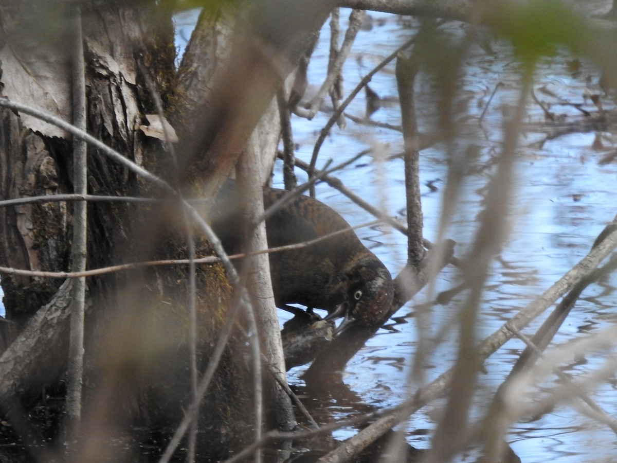 Rusty Blackbird - ML402060181