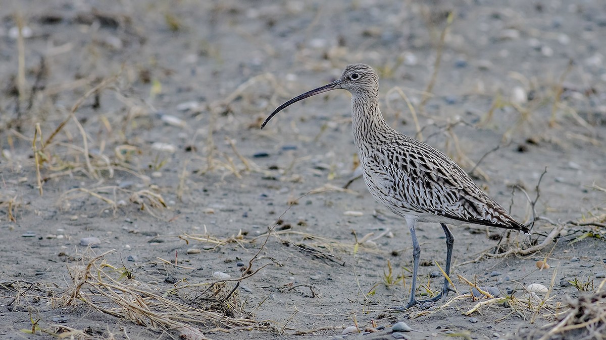 Eurasian Curlew - ML402060941