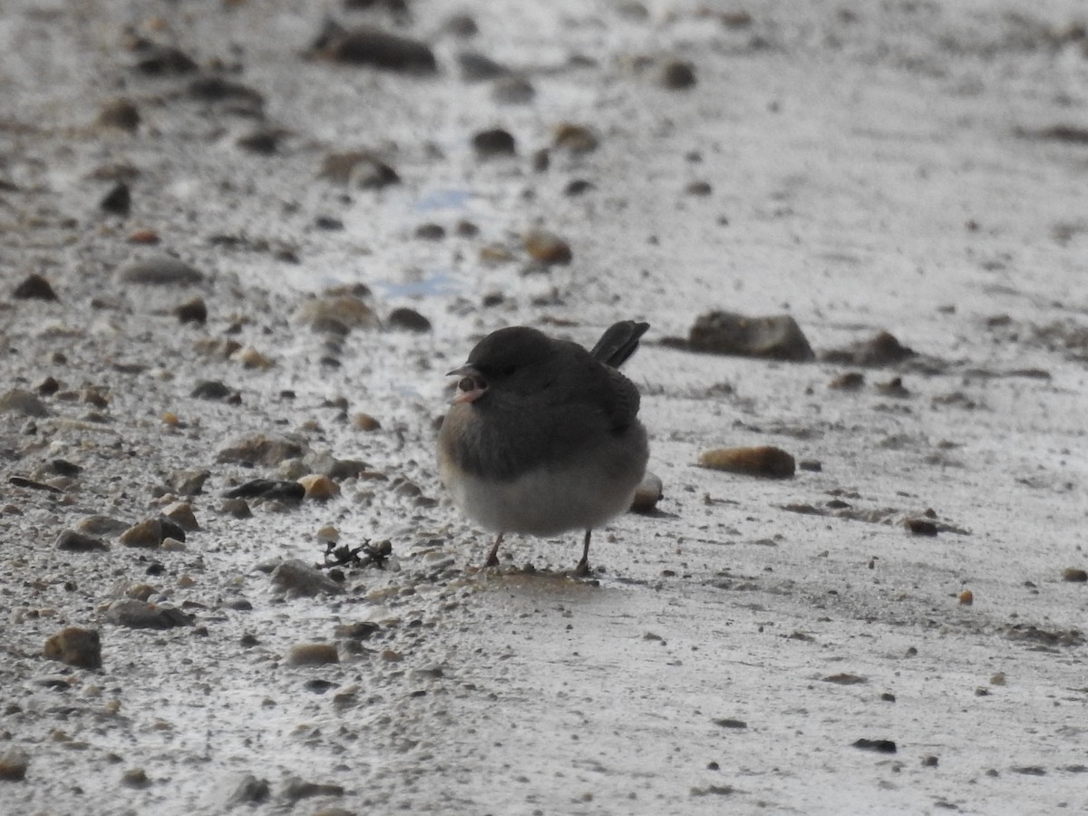 Dark-eyed Junco - ML402061951