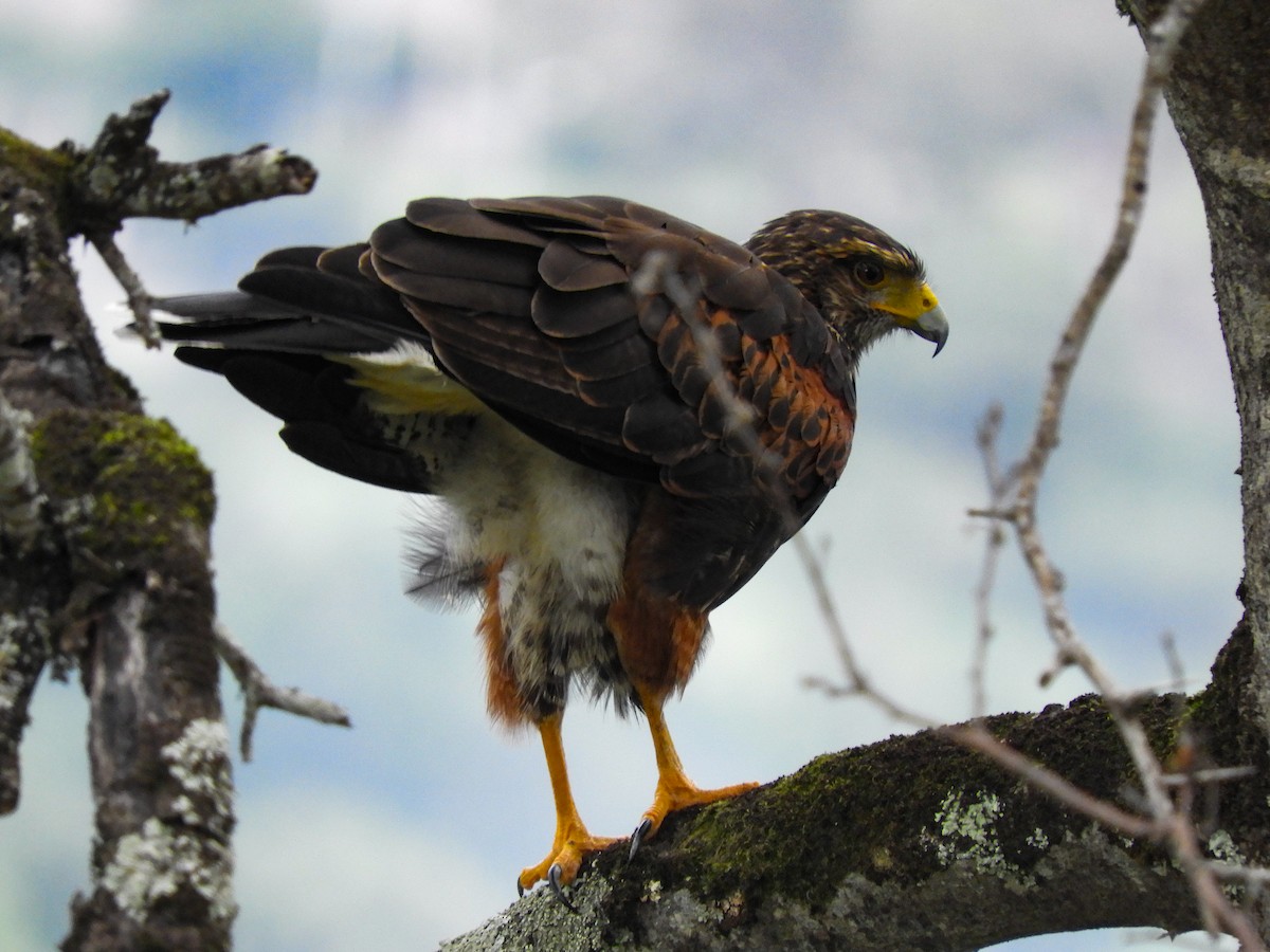 Harris's Hawk - ML402064431