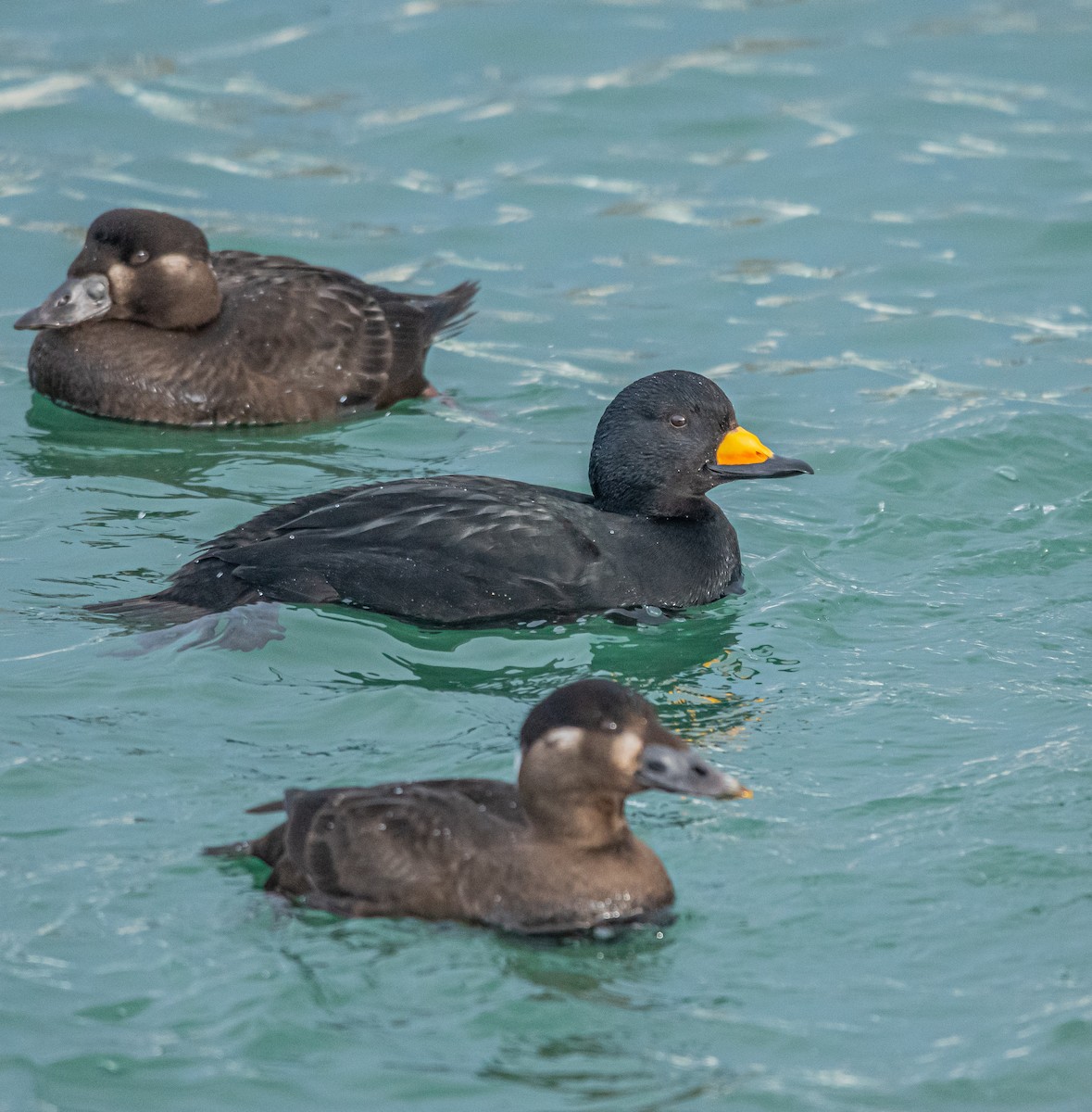 Black Scoter - ML402064961