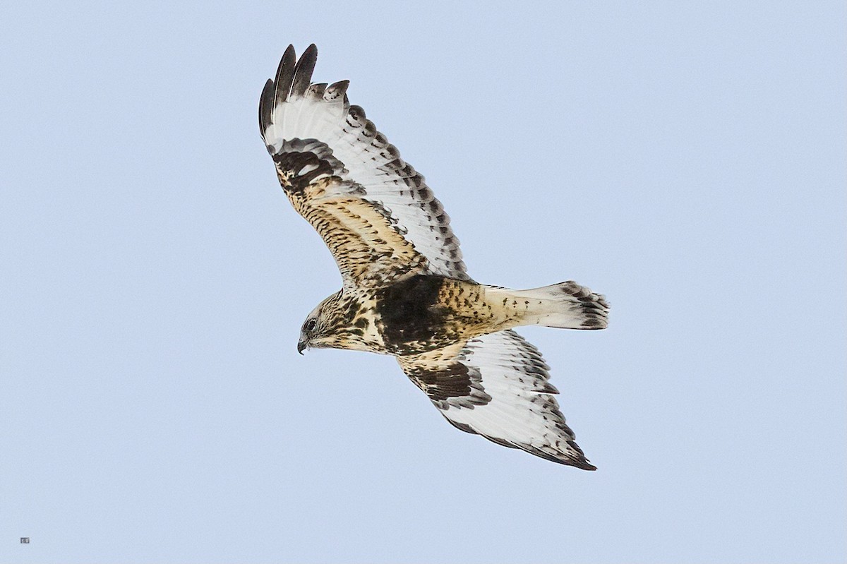 Rough-legged Hawk - Robin Alexander