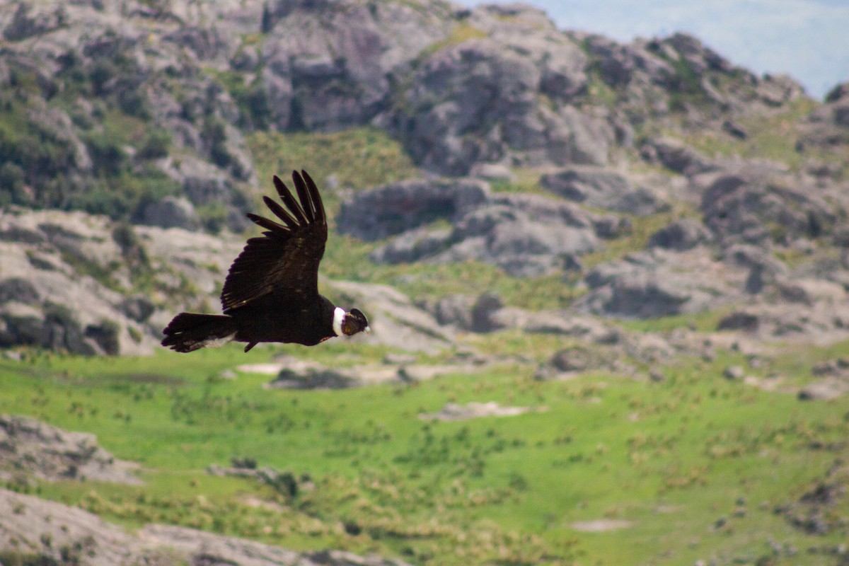 Andean Condor - ML402066521