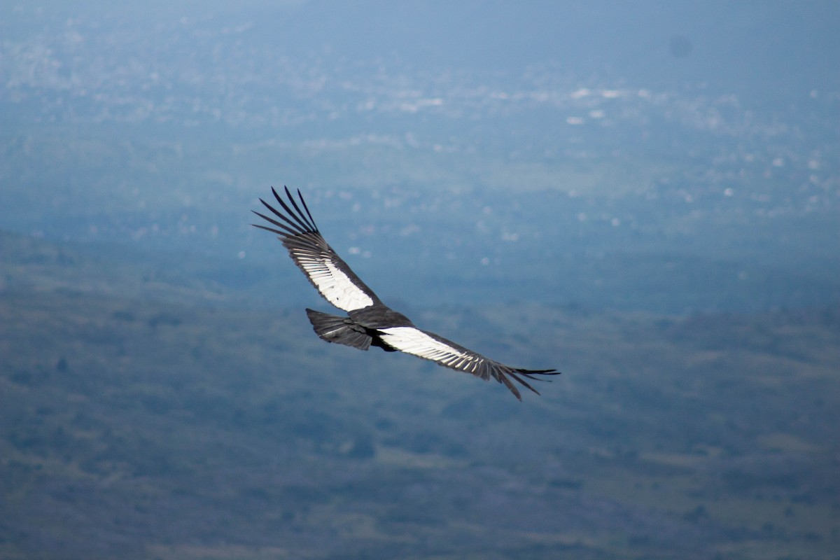 Andean Condor - ML402066581