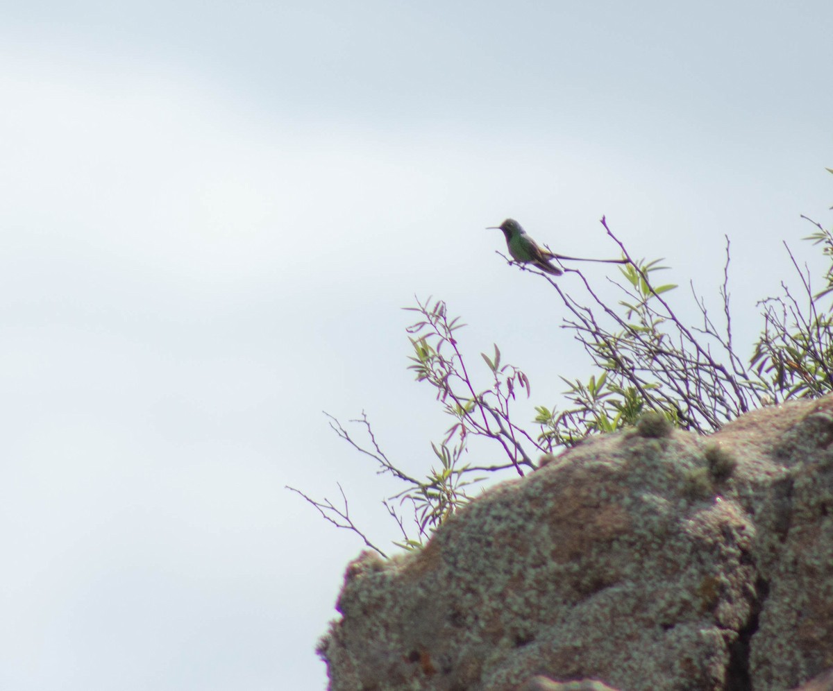 Red-tailed Comet - ML402066651