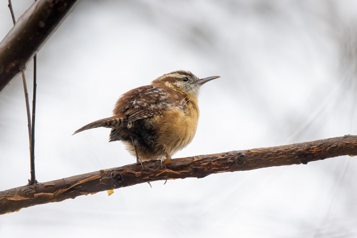 Carolina Wren - ML402068821