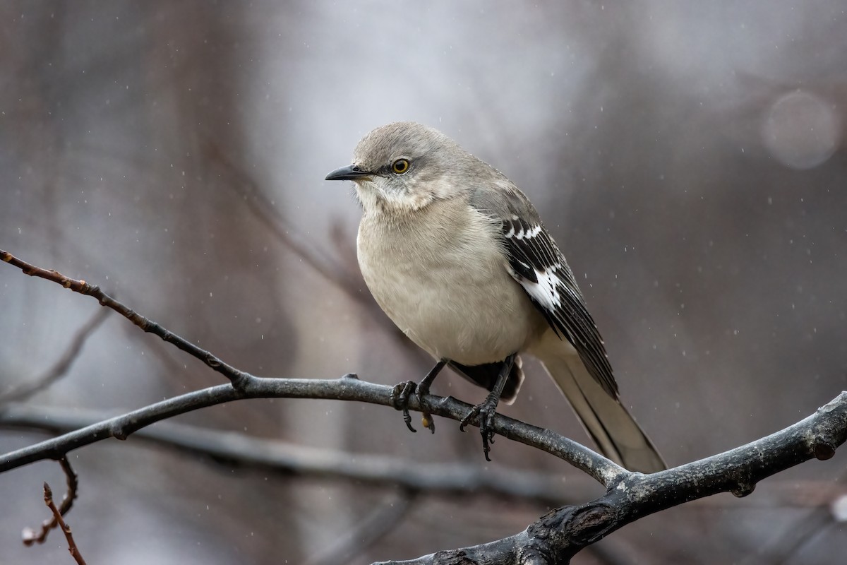 Northern Mockingbird - ML402068991