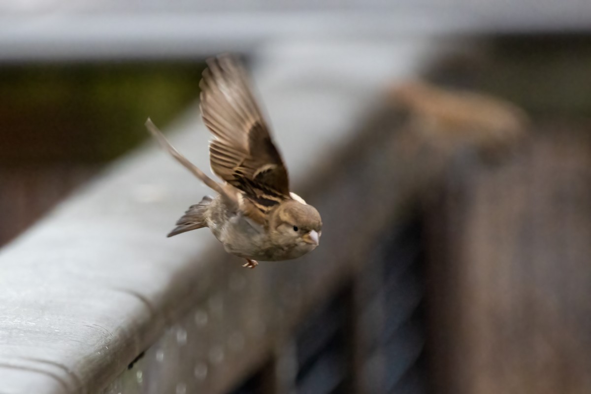 House Sparrow - ML402069111