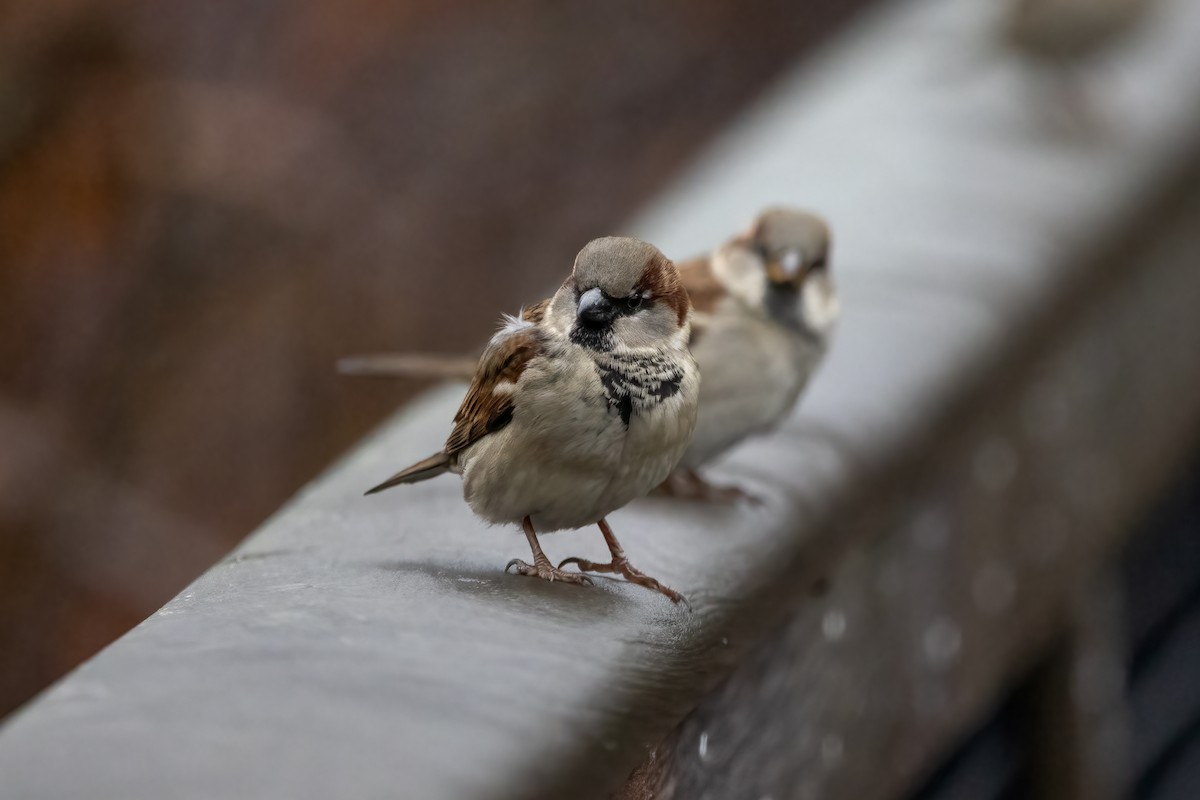 House Sparrow - ML402069121