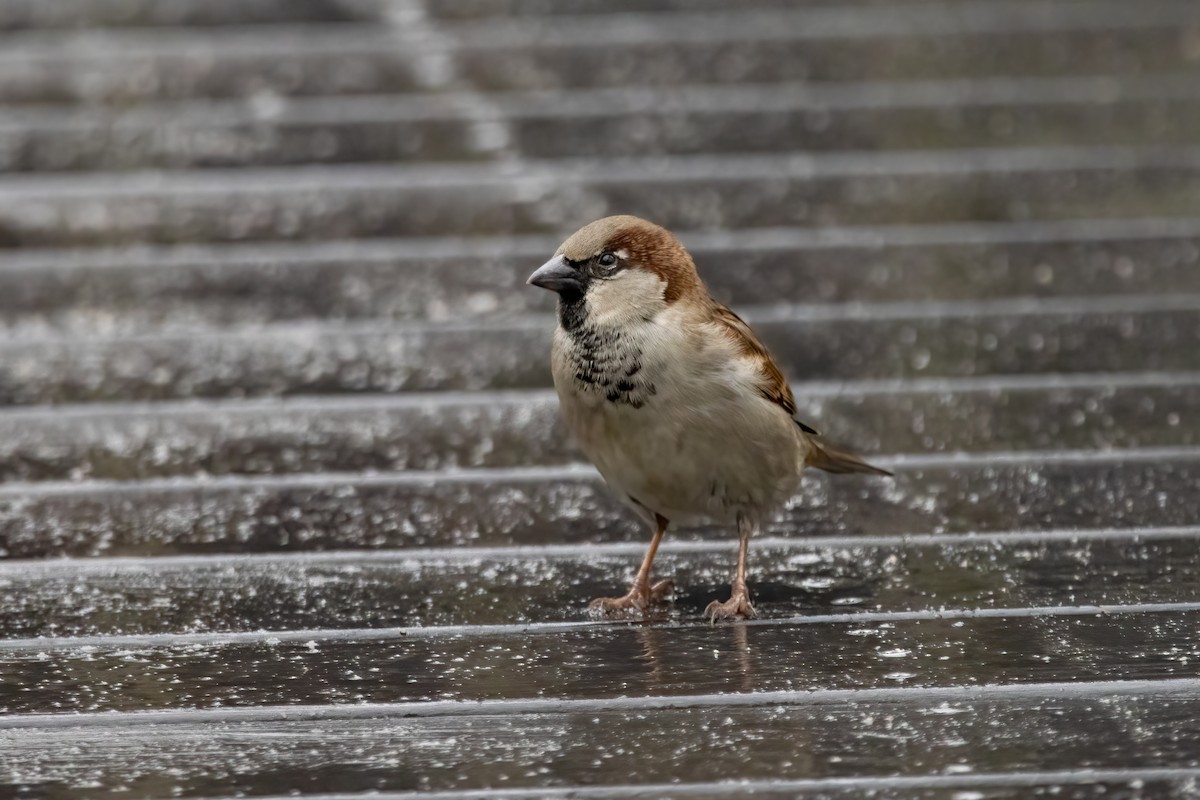 House Sparrow - ML402069131