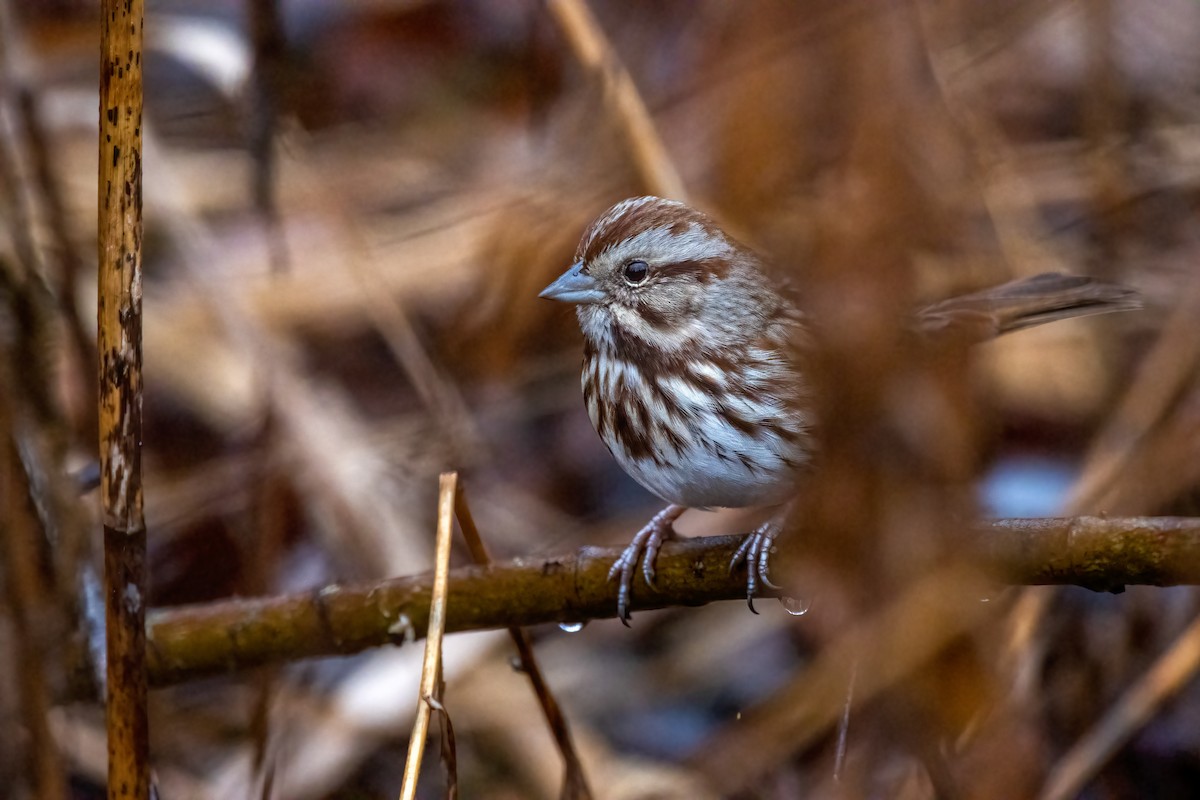 Song Sparrow - ML402069141