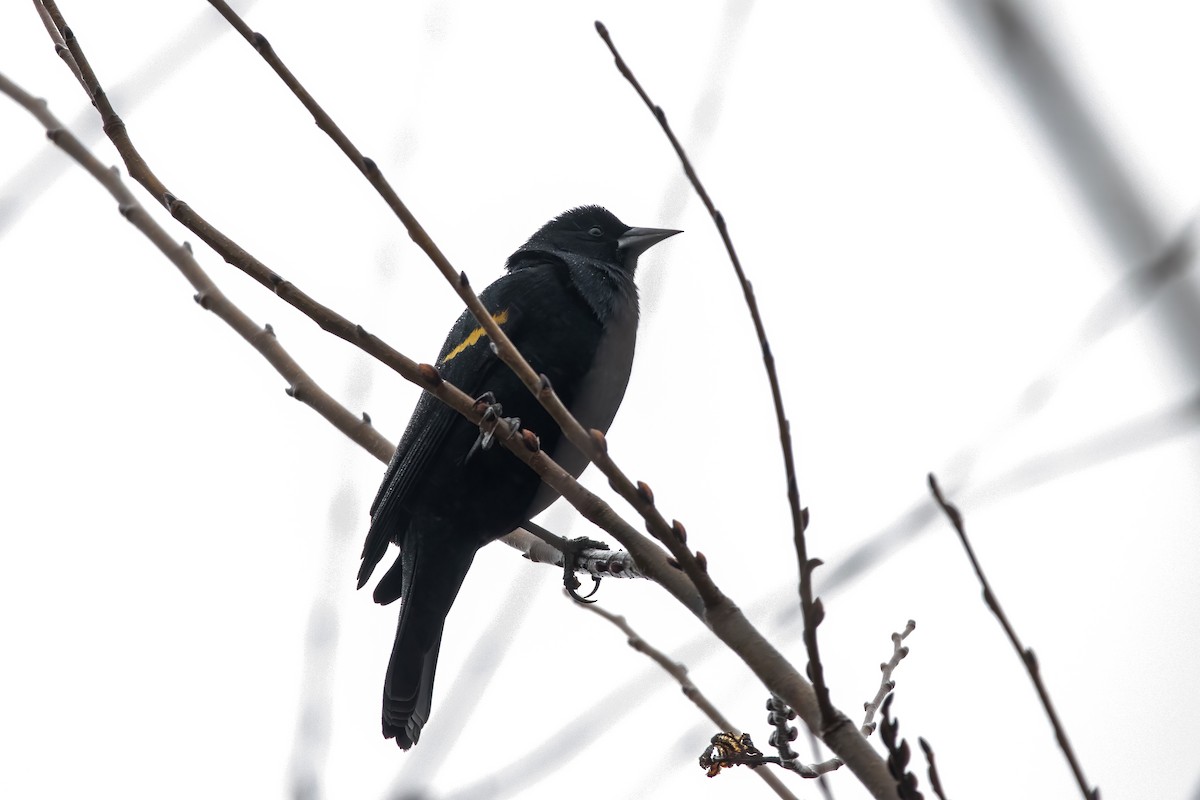 Red-winged Blackbird - ML402069171