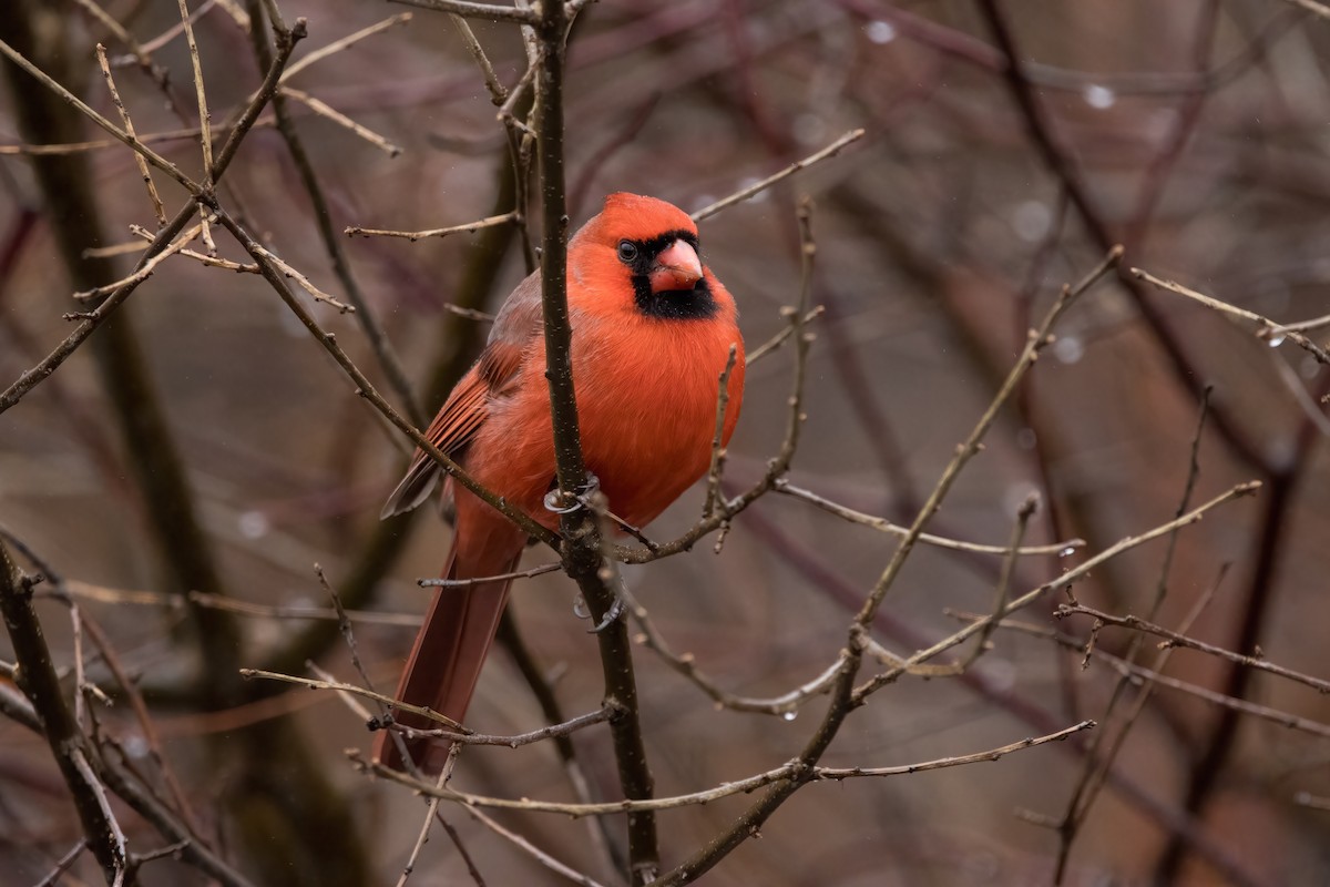 Northern Cardinal - ML402069221