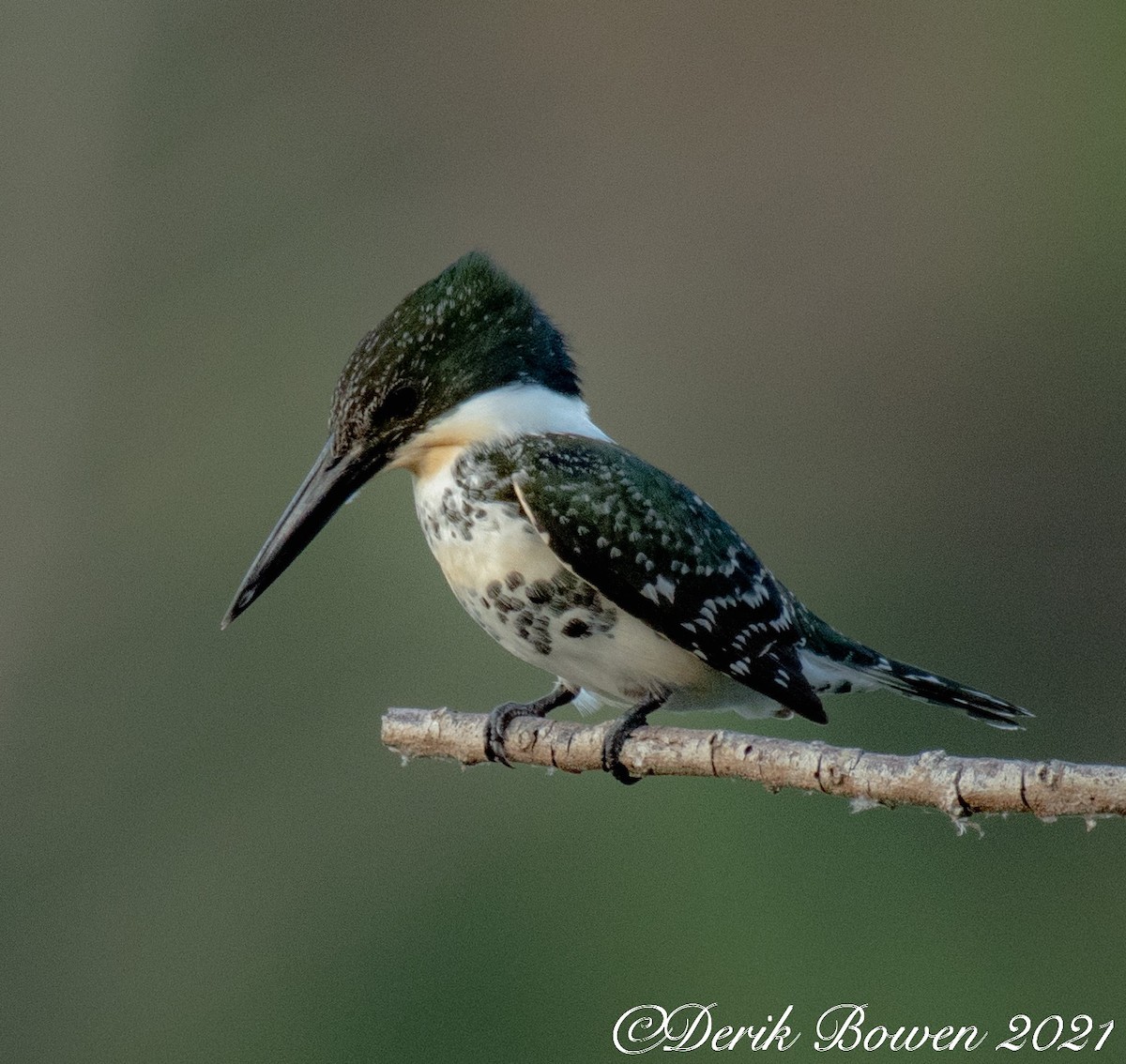 Green Kingfisher - DT Bowen 🐦‍⬛🪶