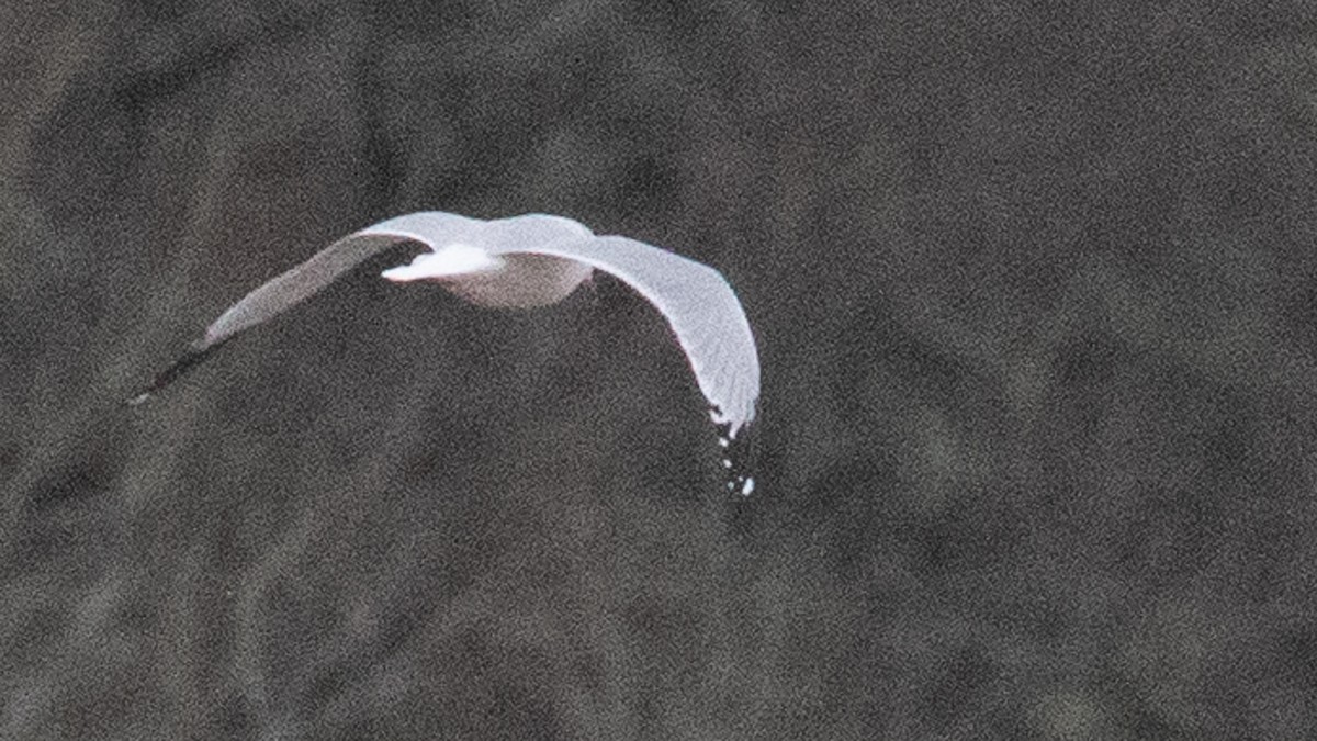 Ring-billed Gull - Russell Cooper