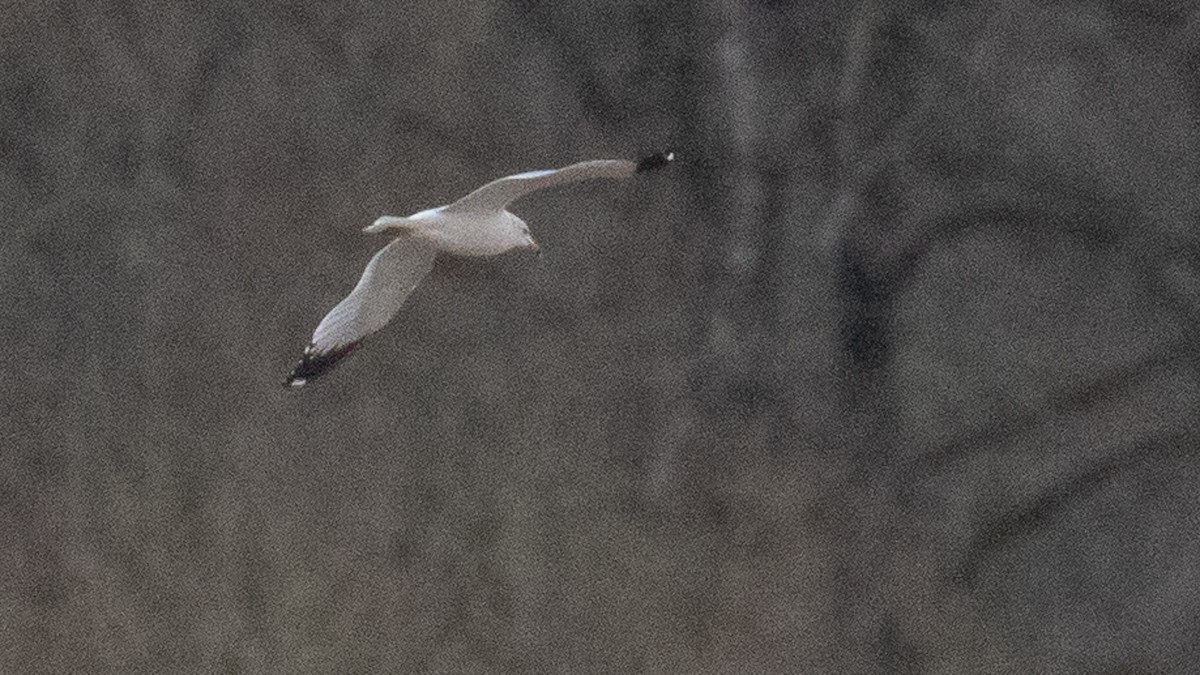 Ring-billed Gull - ML402071011