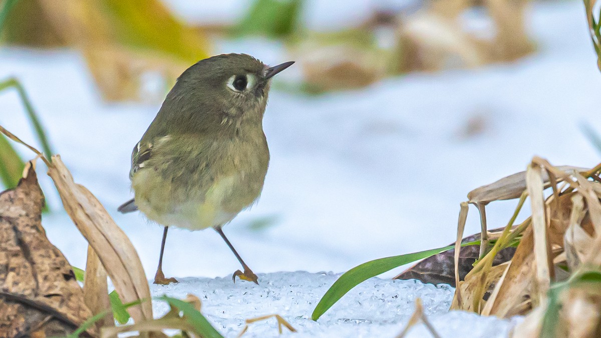 Ruby-crowned Kinglet - Russell Cooper