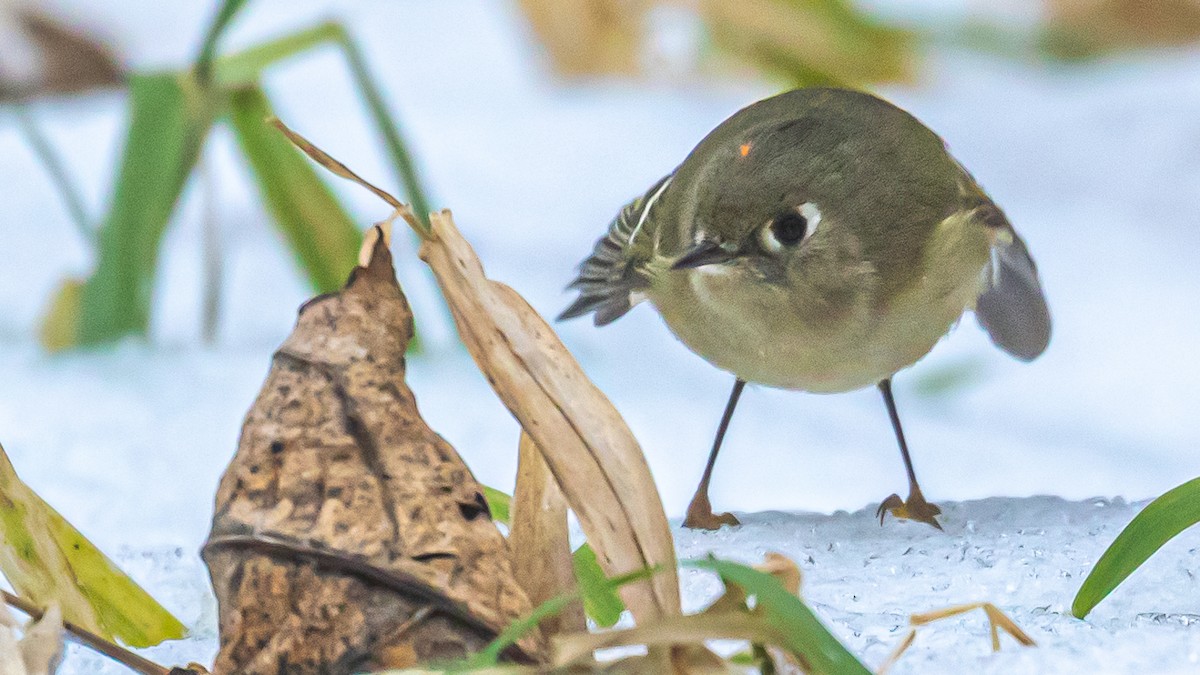 Ruby-crowned Kinglet - Russell Cooper