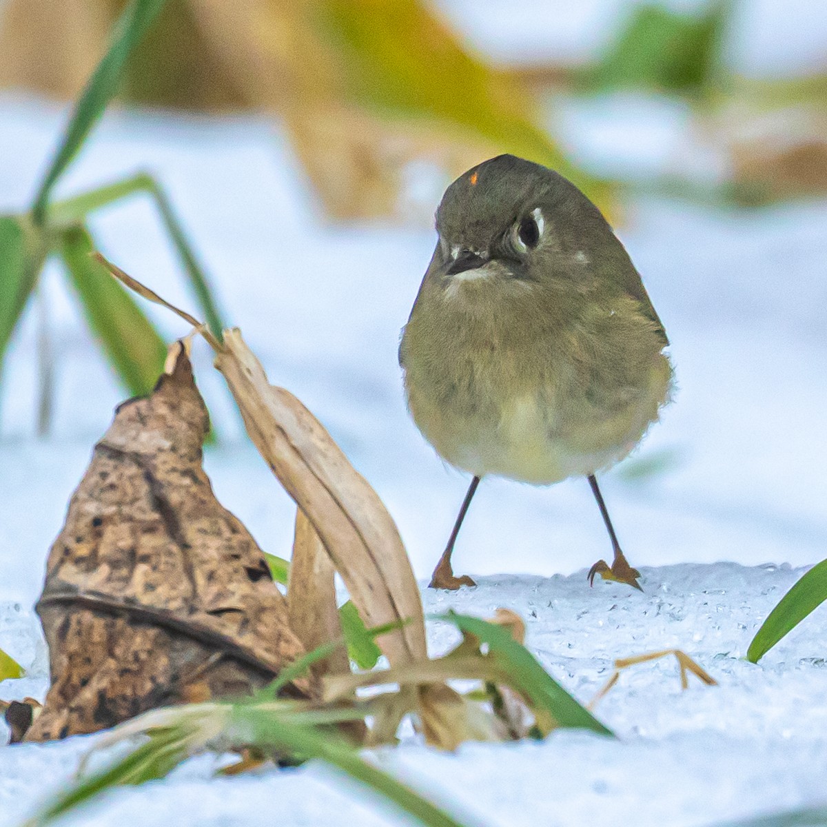 Ruby-crowned Kinglet - Russell Cooper