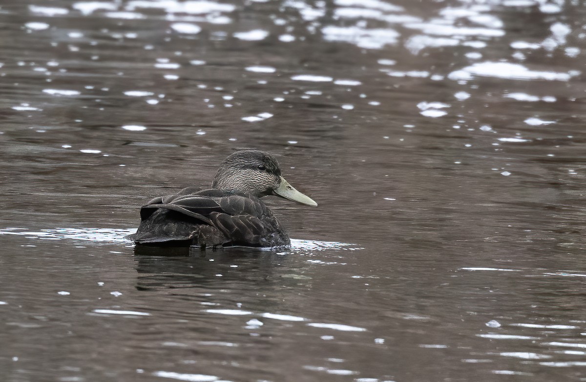 American Black Duck - Josh Cooper