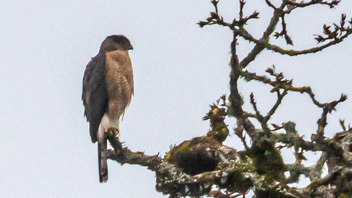 Cooper's Hawk - ML402073381