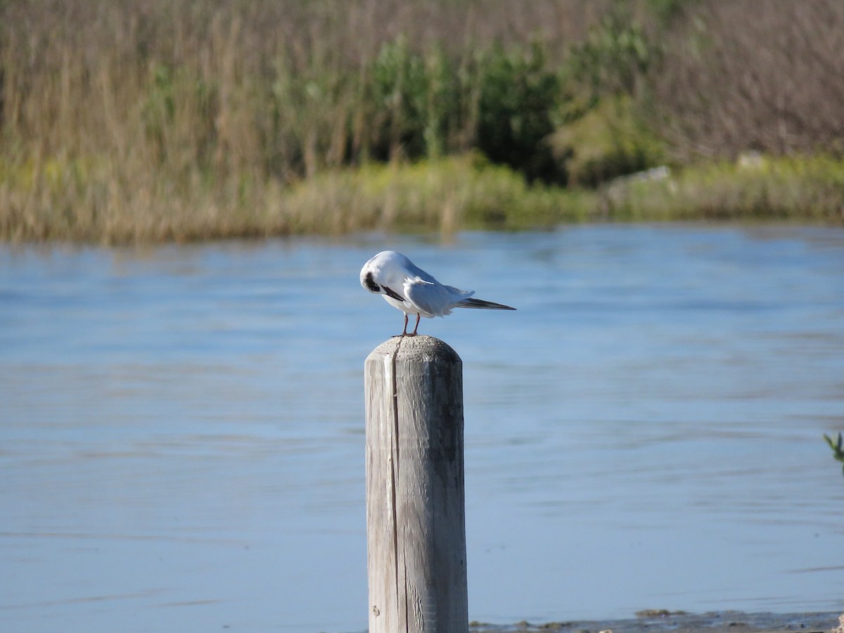 Forster's Tern - Laura West
