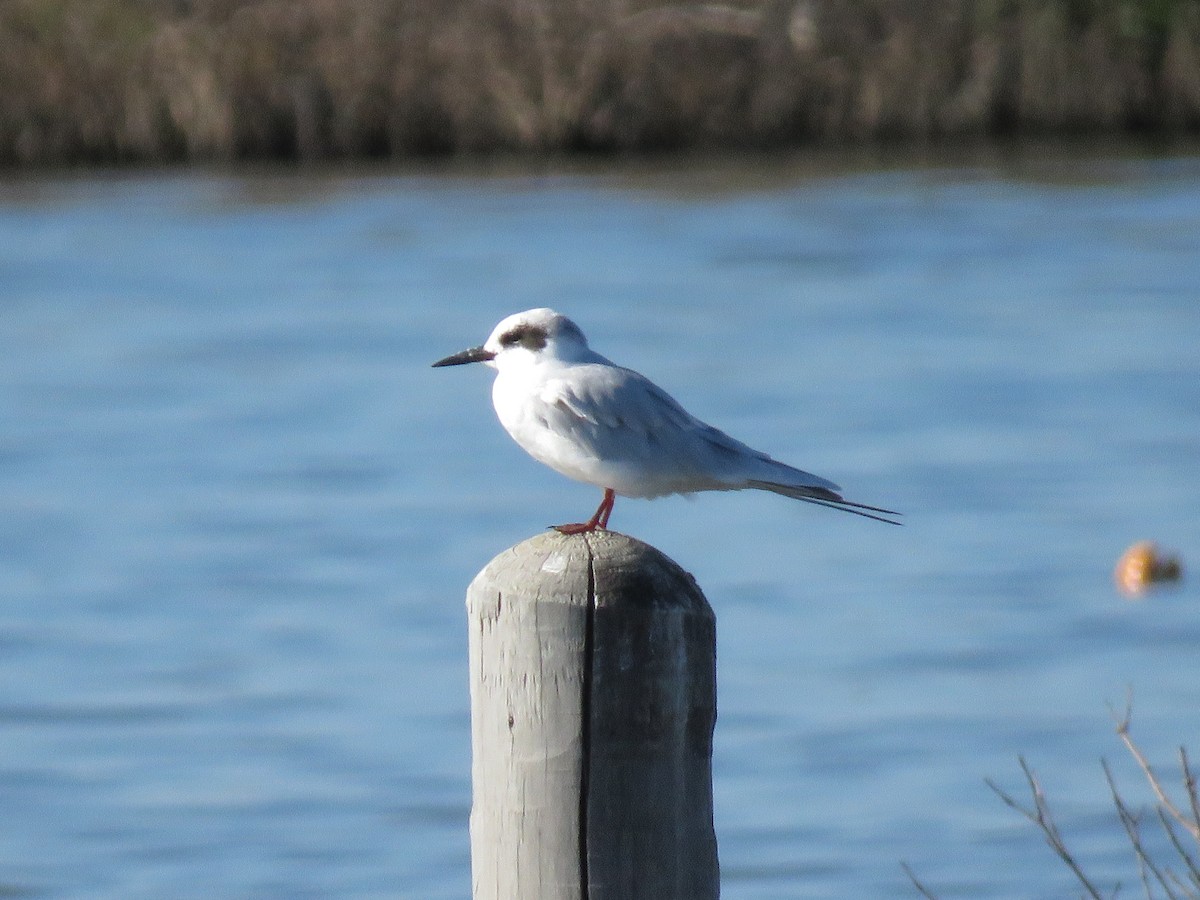 Forster's Tern - Laura West