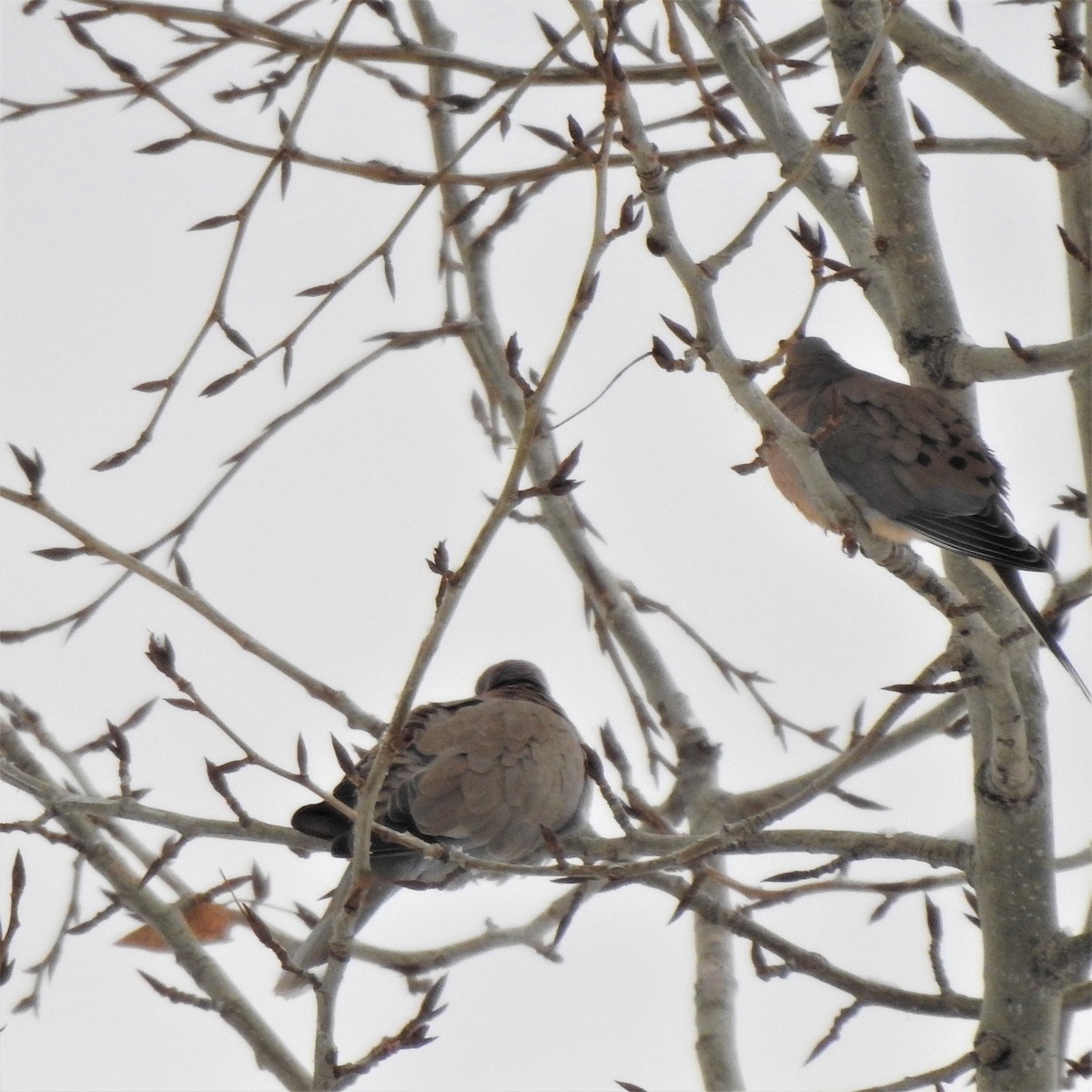 Mourning Dove - Jim Walton