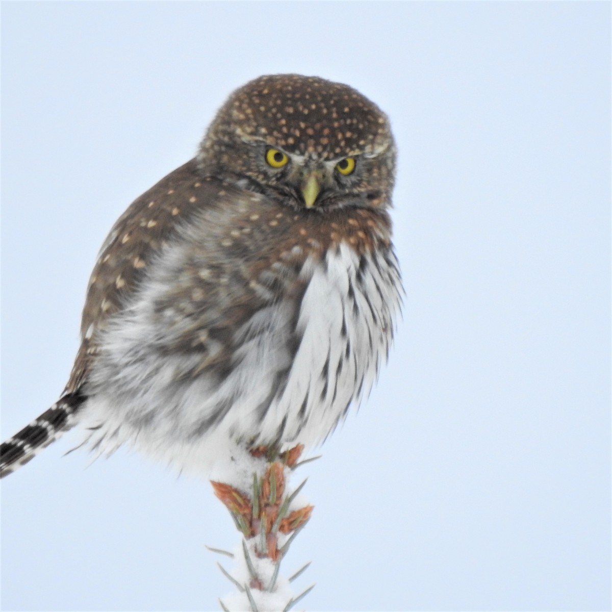 Northern Pygmy-Owl - ML402077841