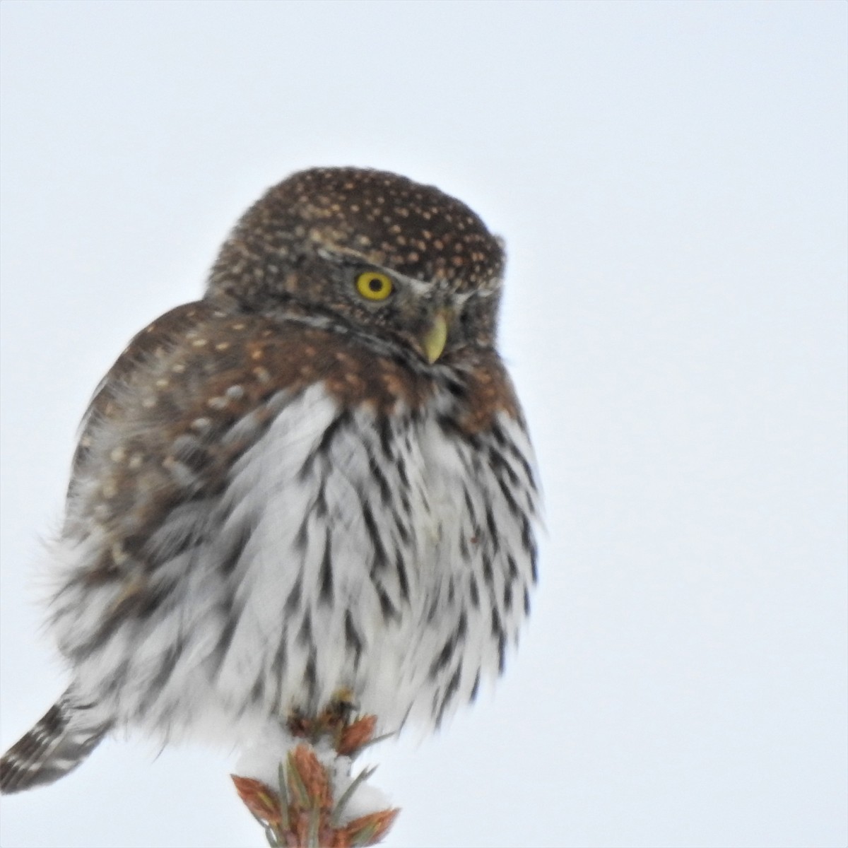 Northern Pygmy-Owl - ML402077851