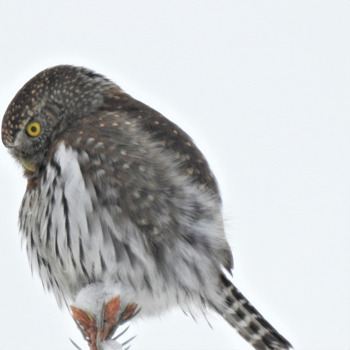 Northern Pygmy-Owl - ML402077861