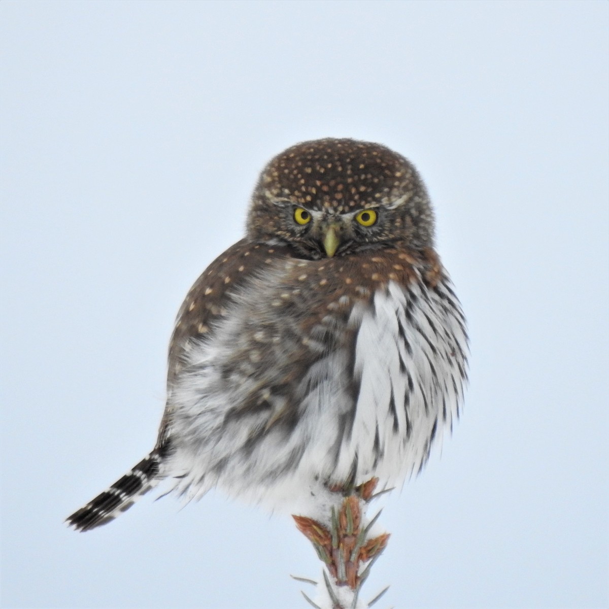Northern Pygmy-Owl - ML402077891