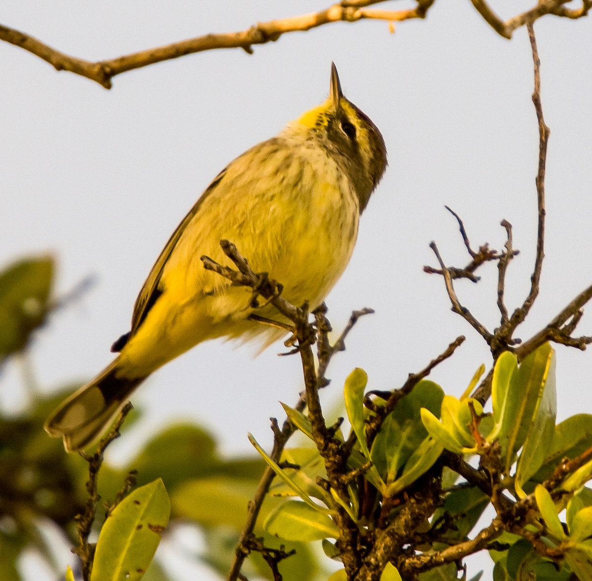 Palm Warbler - ML402078021