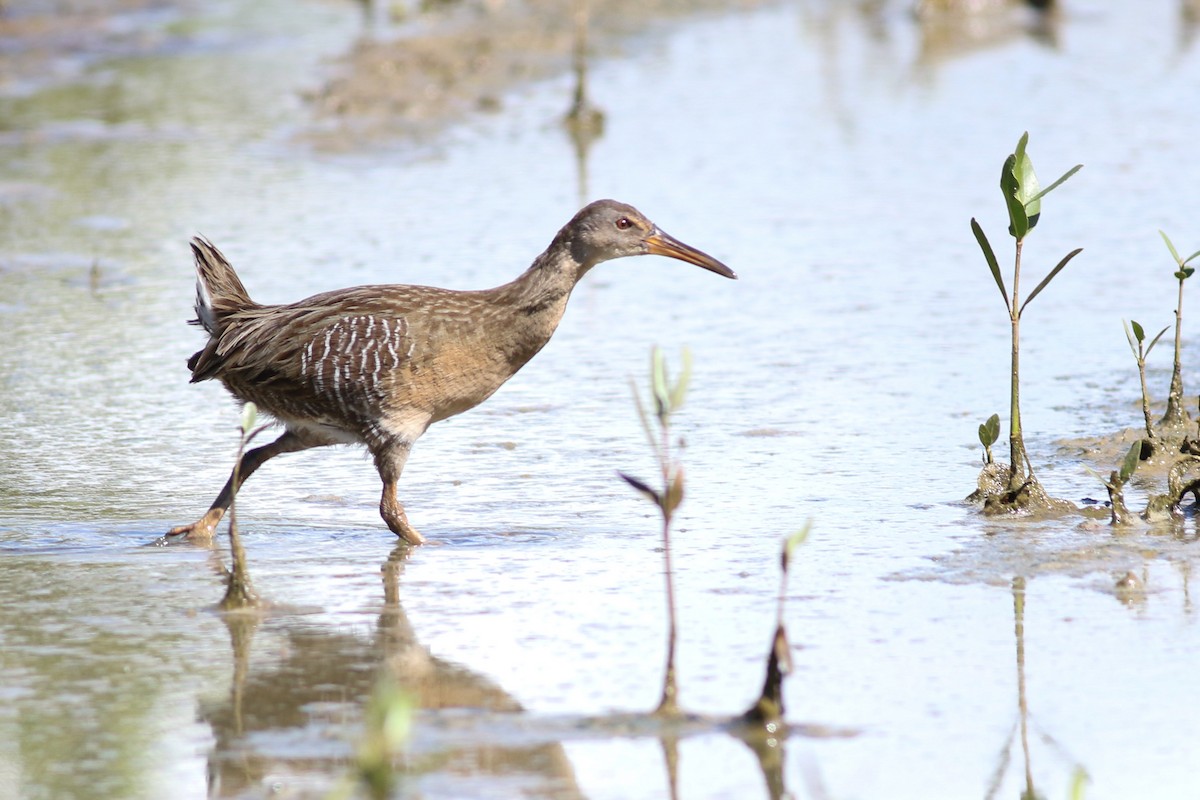 Clapper Rail - ML402078501