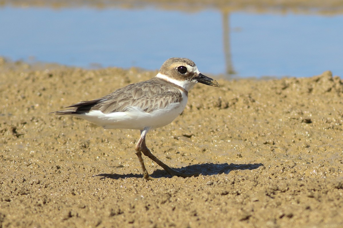 Wilson's Plover - ML402078681