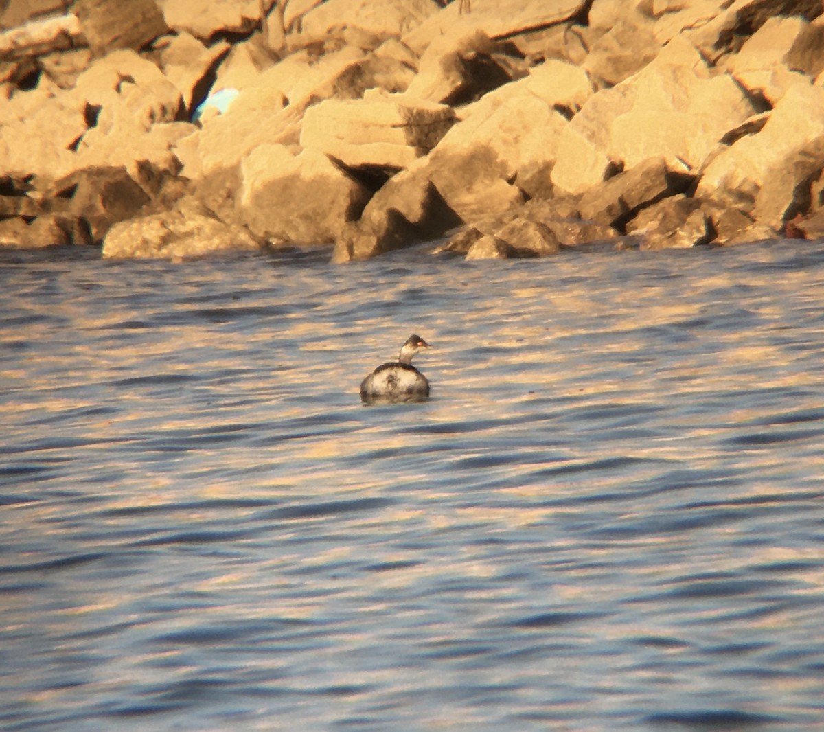 Eared Grebe - Amy Kearns