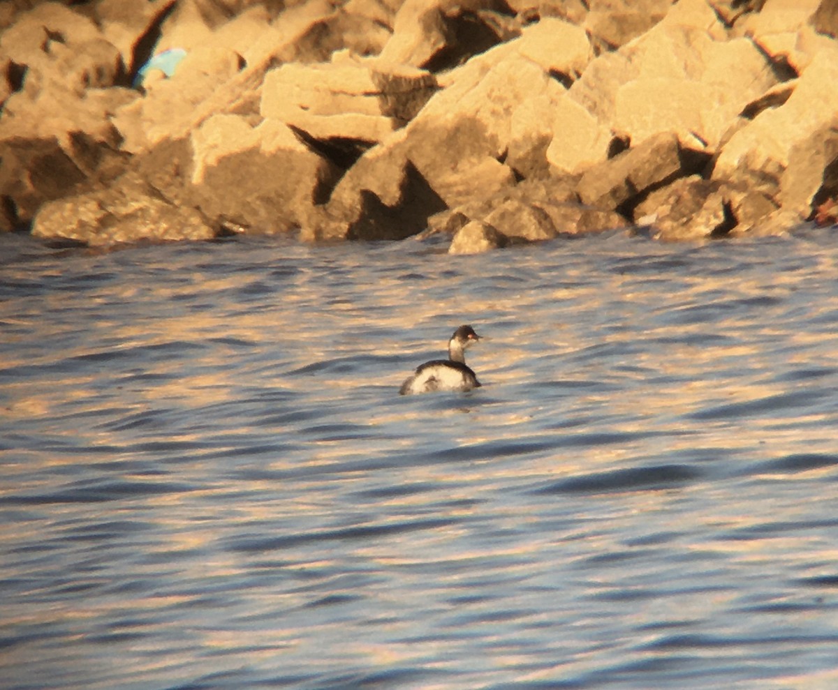 Eared Grebe - ML402078871