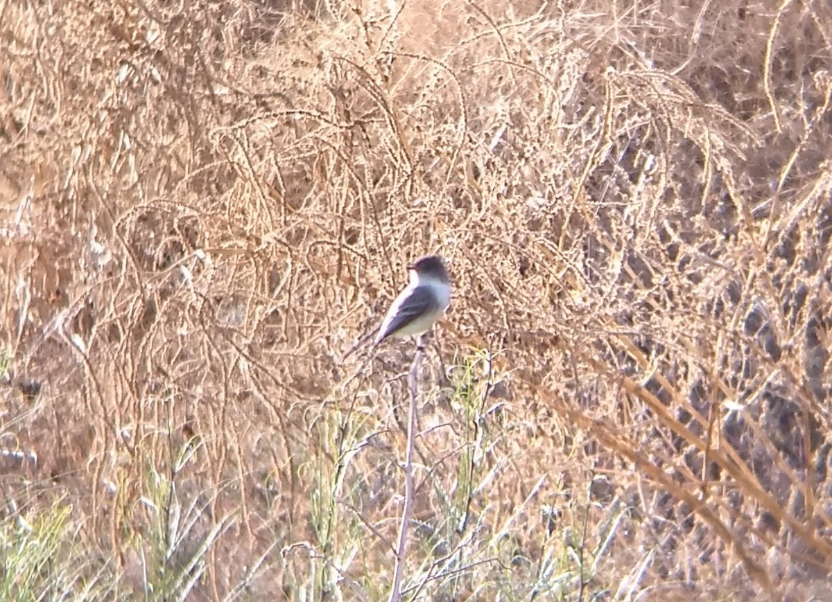 Eastern Phoebe - ML402080281