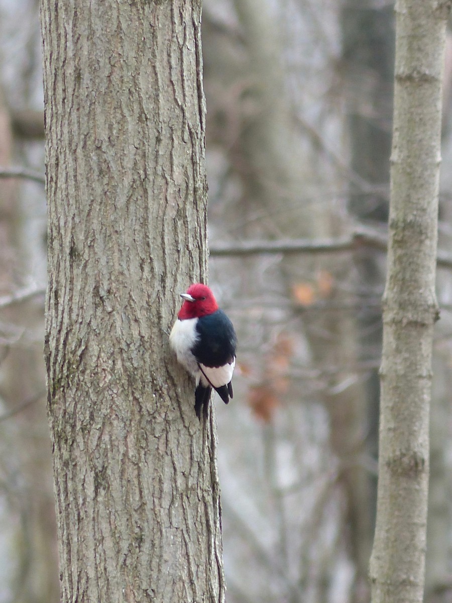 Red-headed Woodpecker - ML402081271