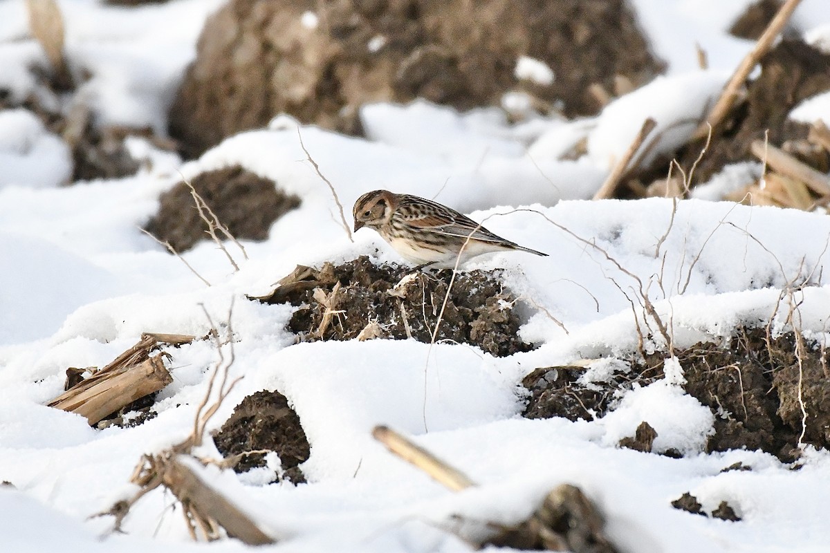 Lapland Longspur - Jennifer Mater