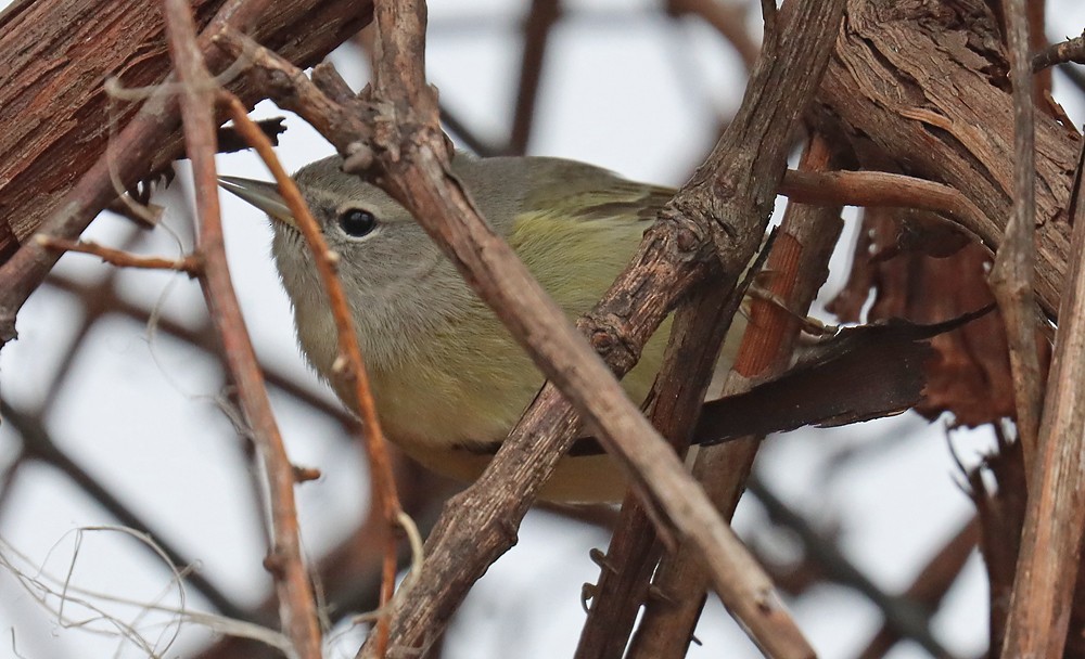 Orange-crowned Warbler - ML402082211