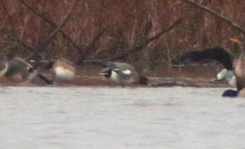 Eurasian Wigeon - ML402082721