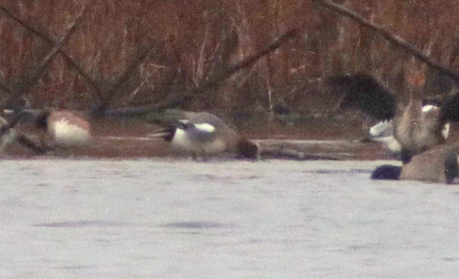 Eurasian Wigeon - ML402082731