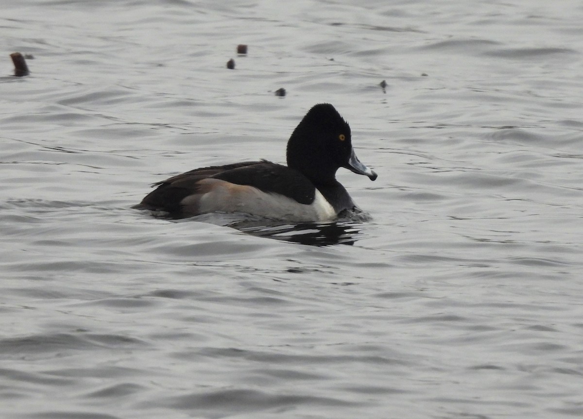 Ring-necked Duck - ML402083831