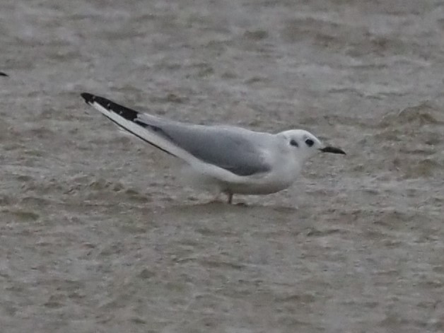 Bonaparte's Gull - ML402084281