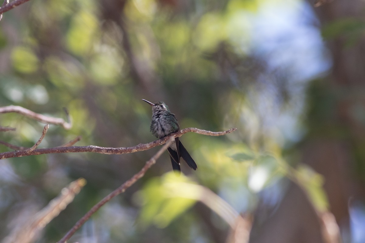 kolibřík kubánský - ML402084461