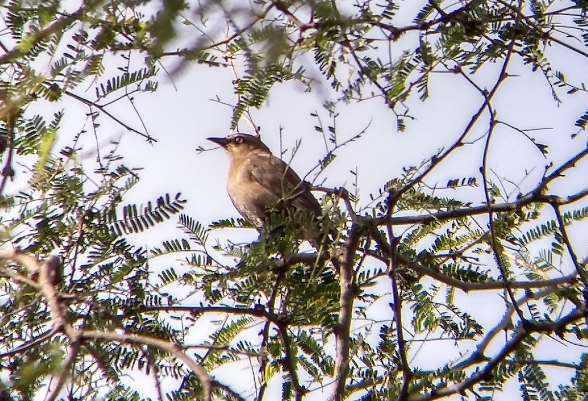 Rusty Blackbird - Jorge Francisco Ortiz Valenzuela