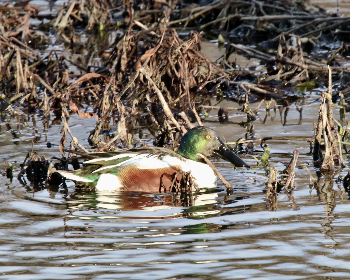 Northern Shoveler - ML402085501