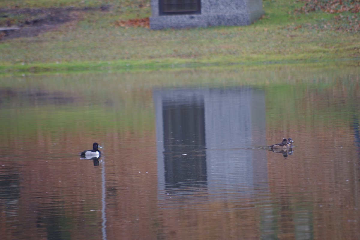 Ring-necked Duck - Christopher Engel