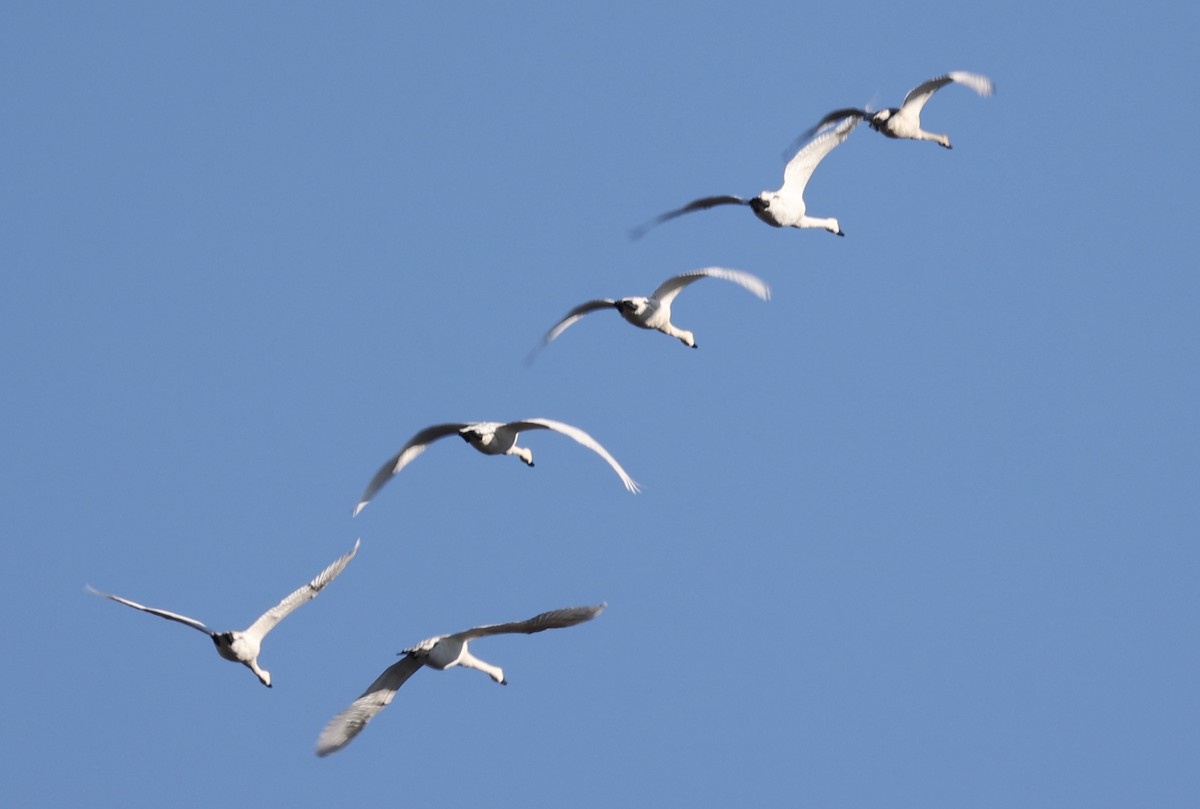 Tundra Swan - ML402086331